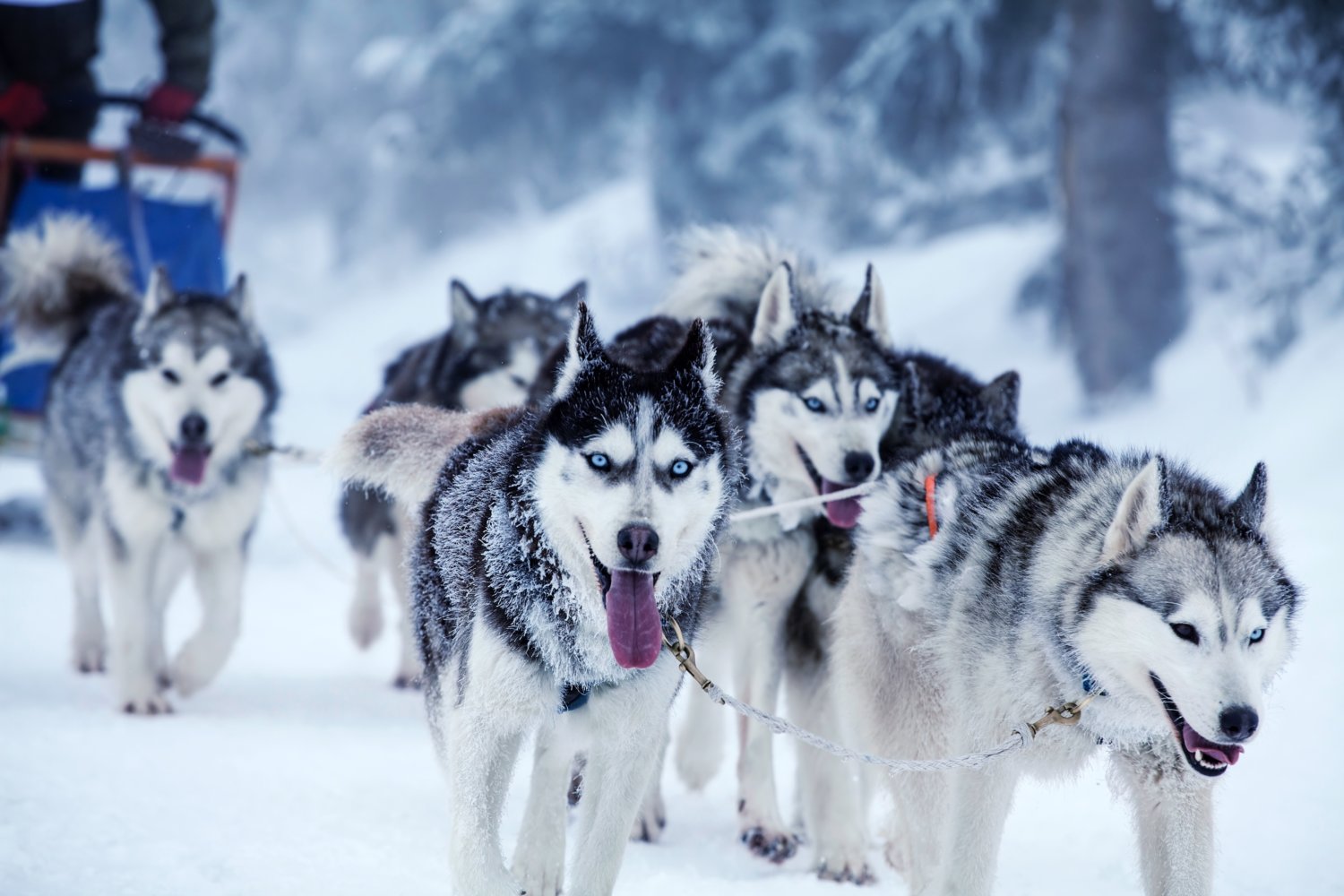 Sleigh dogs in Alaska